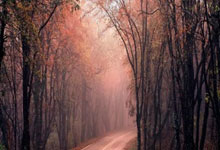 足球直播吧-黄蜂完胜雄鹿B队，加里纳利送出助攻，比赛背后隐藏的精彩故事